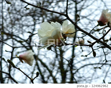 Branch of Magnolia kobus, japanese magnolia or kobushi magnolia in flower. Elegant white magnolia native to Japan blooming in early spring. Branch of Magnolia kobus, japanese magnolia or kobushi magnolia in flower. Elegant white magnolia native to Japan blooming in early spring. 124962962