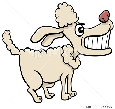 funny cartoon angry poodle purebred dog funny cartoon angry poodle purebred dog 124963395