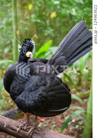 curassow sitting on the trunk curassow sitting on the trunk 124963622