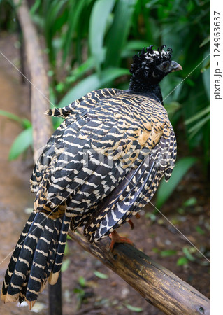 curassow sitting on the trunk curassow sitting on the trunk 124963637