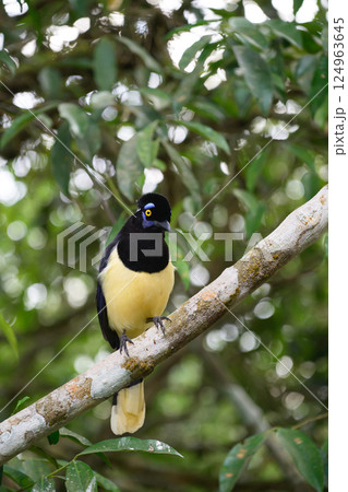 Plush-crested jay in the brasilian forest Plush-crested jay in the brasilian forest 124963645