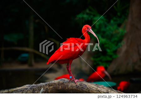 Red ibis on the trunk 124963734