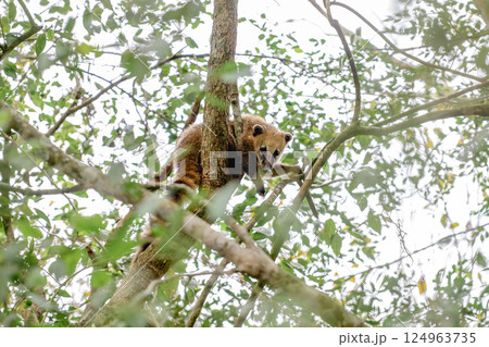 A monkey is currently hanging from a tree branch in the forest A monkey is currently hanging from a tree branch in the forest 124963735