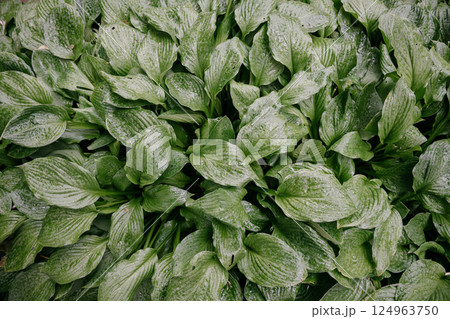 A detailed closeup image showcasing a bunch of vibrant green leaves on a plant A detailed closeup image showcasing a bunch of vibrant green leaves on a plant 124963750