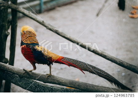 A vibrant and colorful bird is confidently perched on a rustic wooden branch 124963785