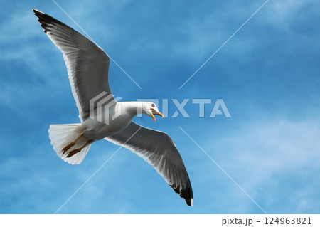 Seagull flying in the sky Seagull flying in the sky 124963821
