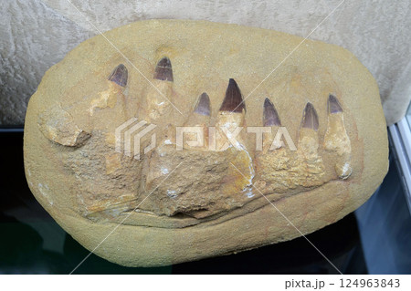 Real Mosasaurus jaw from Khouribga city, Morocco, western Africa 124963843