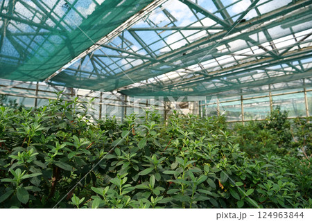 Healthy green trees grows in greenhouse, ecological balance of planet 124963844