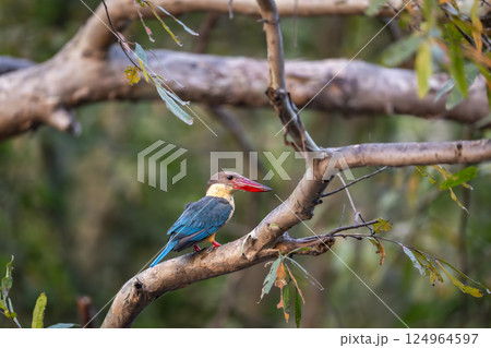 stork billed kingfisher or tree kingfisher Pelargopsis capensis bird perch in natural green background during summer season safari at jim corbett national park forest tiger reserve uttarakhand india 124964597