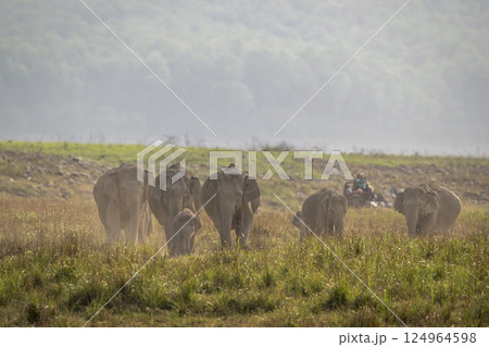 wild asian elephant or Elephas maximus indicus herd or group family head on aggression in summer season safari in natural green scenic grassland at jim corbett national park forest uttarakhand india 124964598