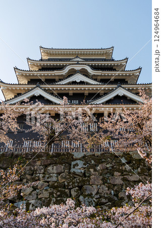 春の福山城と桜 124964684