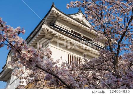 福山城内に咲く桜 福山城内に咲く桜 124964920