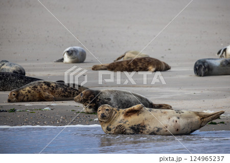 A group of seals are relaxing and resting peacefully on the beach along the serene shoreline 124965237