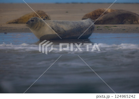 A Seal Enjoying a Relaxing Moment by the Shore An Idyllic and Tranquil Scene in Nature A Seal Enjoying a Relaxing Moment by the Shore An Idyllic and Tranquil Scene in Nature 124965242