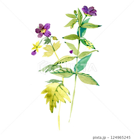Virginia Meadow Beauty. Botanical illustration. Watercolor painting on white background. 124965245