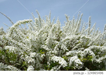 ユキヤナギ、雪柳、バラ科、シモツケ属の落葉低木、コゴメバ、コゴメヤナギ、日本原産、春の花、花模様、春 ユキヤナギ、雪柳、バラ科、シモツケ属の落葉低木、コゴメバ、コゴメヤナギ、日本原産、春の花、花模様、春 124965496