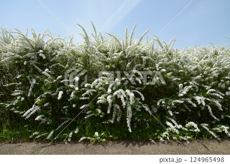 ユキヤナギ、雪柳、バラ科、シモツケ属の落葉低木、コゴメバ、コゴメヤナギ、日本原産、春の花、花模様、春 124965498