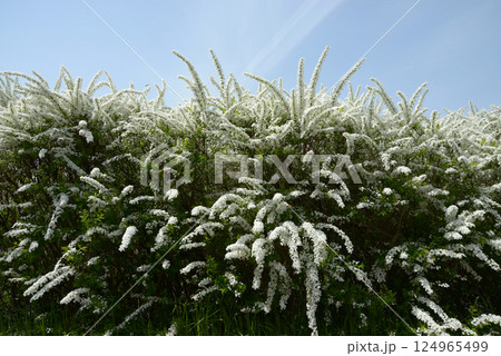 ユキヤナギ、雪柳、バラ科、シモツケ属の落葉低木、コゴメバ、コゴメヤナギ、日本原産、春の花、花模様、春 ユキヤナギ、雪柳、バラ科、シモツケ属の落葉低木、コゴメバ、コゴメヤナギ、日本原産、春の花、花模様、春 124965499