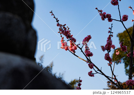 福山市内にあるお寺に咲く桜 福山市内にあるお寺に咲く桜 124965537
