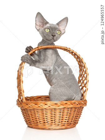 Young Sphynx Kitten in Wicker Basket Young Sphynx Kitten in Wicker Basket 124965557