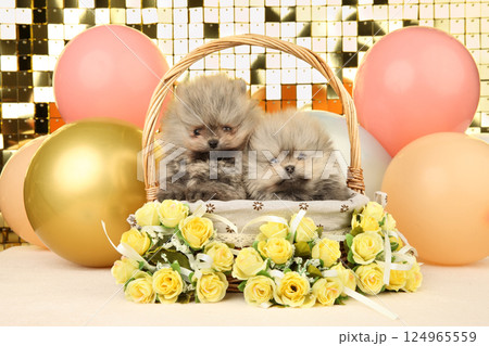 Pomeranian Puppies in Basket with Balloons Flower Scene 124965559