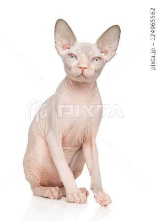 Sitting Sphynx Cat on White Background Sitting Sphynx Cat on White Background 124965562