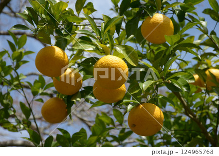 はっさく 124965768