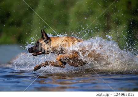 Focused Belgian Malinois Leaping Across Water with Intense Energy Focused Belgian Malinois Leaping Across Water with Intense Energy 124965818