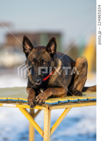Alert Belgian Malinois Lying on Training Platform Outdoors Alert Belgian Malinois Lying on Training Platform Outdoors 124965834