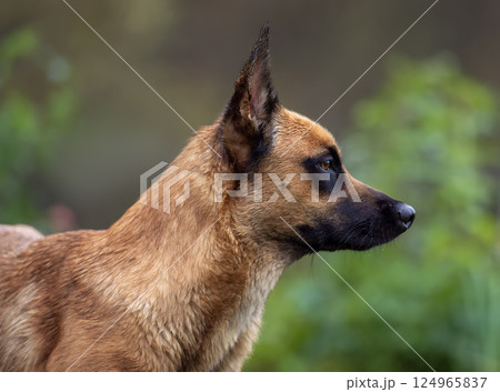 Close-Up Profile of Alert Belgian Malinois in Nature Close-Up Profile of Alert Belgian Malinois in Nature 124965837