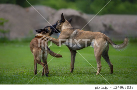 Two Belgian Malinois Dogs Playfully Interacting on Grass Field Two Belgian Malinois Dogs Playfully Interacting on Grass Field 124965838