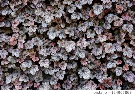 ヒューケラドルチェの葉にクローズアップした背景用写真素材 124965868
