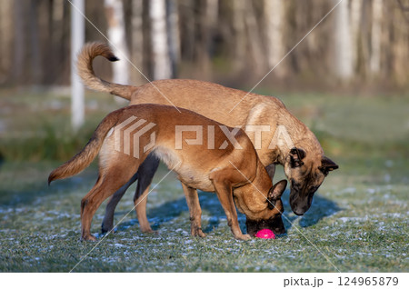 Two Belgian Malinois Dogs Investigating Pink Ball on Frosty Grass Two Belgian Malinois Dogs Investigating Pink Ball on Frosty Grass 124965879