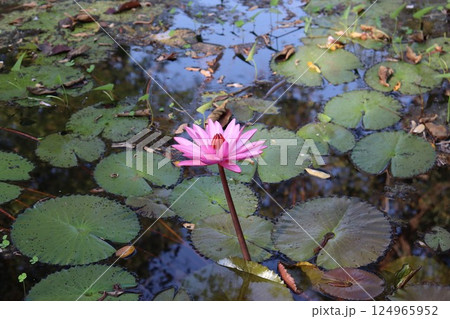 Blooming pink lotuses in the water on the pond Blooming pink lotuses in the water on the pond 124965952