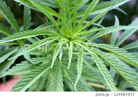 Green cannabis leaves, cannabis bush Green cannabis leaves, cannabis bush 124965953
