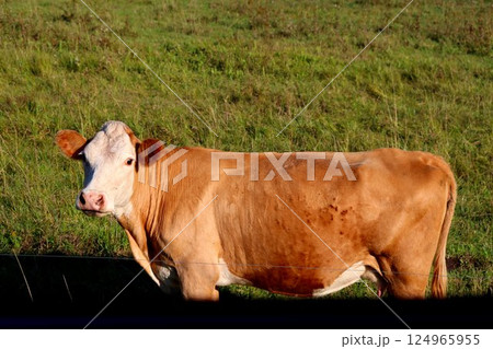 Cows in a farm field graze Cows in a farm field graze 124965955