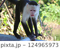 Wild monkeys ask tourists for food 124965973