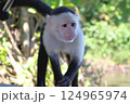 Wild monkeys ask tourists for food 124965974