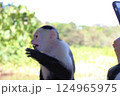 Wild monkeys ask tourists for food 124965975