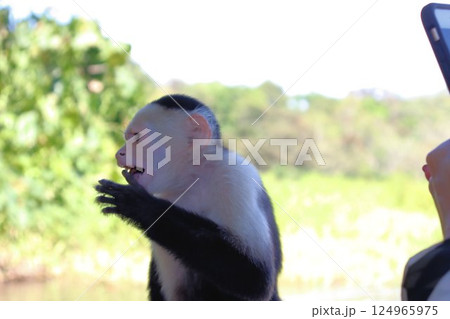 Wild monkeys ask tourists for food 124965975