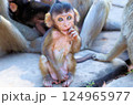 Wild monkeys ask tourists for food 124965977