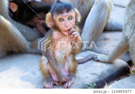 Wild monkeys ask tourists for food Wild monkeys ask tourists for food 124965977