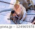 Wild monkeys ask tourists for food 124965978