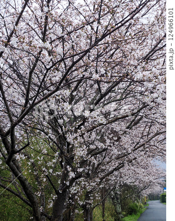 桜並木のある風景 124966101