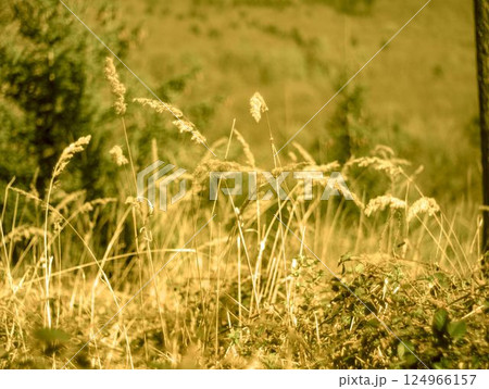 grass flower in the field 124966157