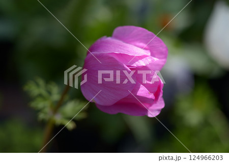 アネモネ 124966203