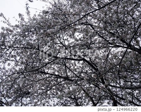 桜のある風景 124966220