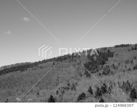 forest in winter 124966307