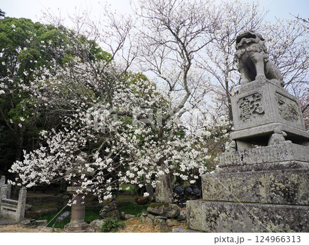 指月公園内の狛犬と桜のある風景 指月公園内の狛犬と桜のある風景 124966313