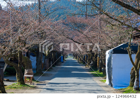 日本の岡山県新庄村の春の美しい風景 124966432